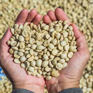 Robusta Coffee