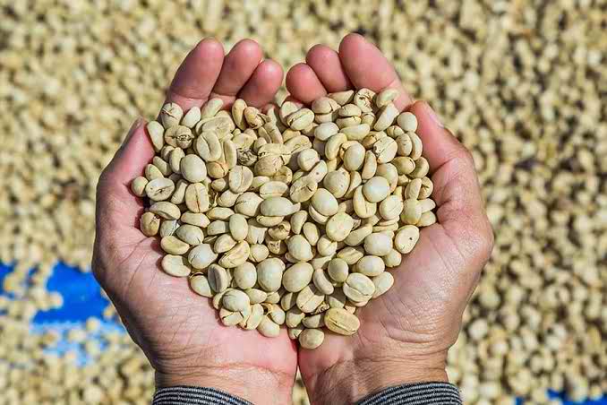 Robusta Coffee