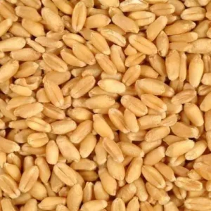 Premium Quality Whole Grain Wheat For Sale Wheat Grain Wholesale 50000 Mt Buy Wheat Grain