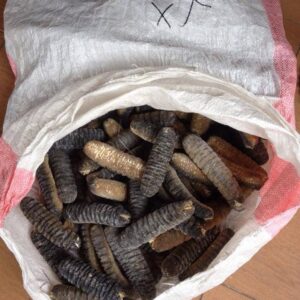 Premium Dried Sea Cucumber